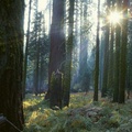 Reaching Through the Giant Forest, California